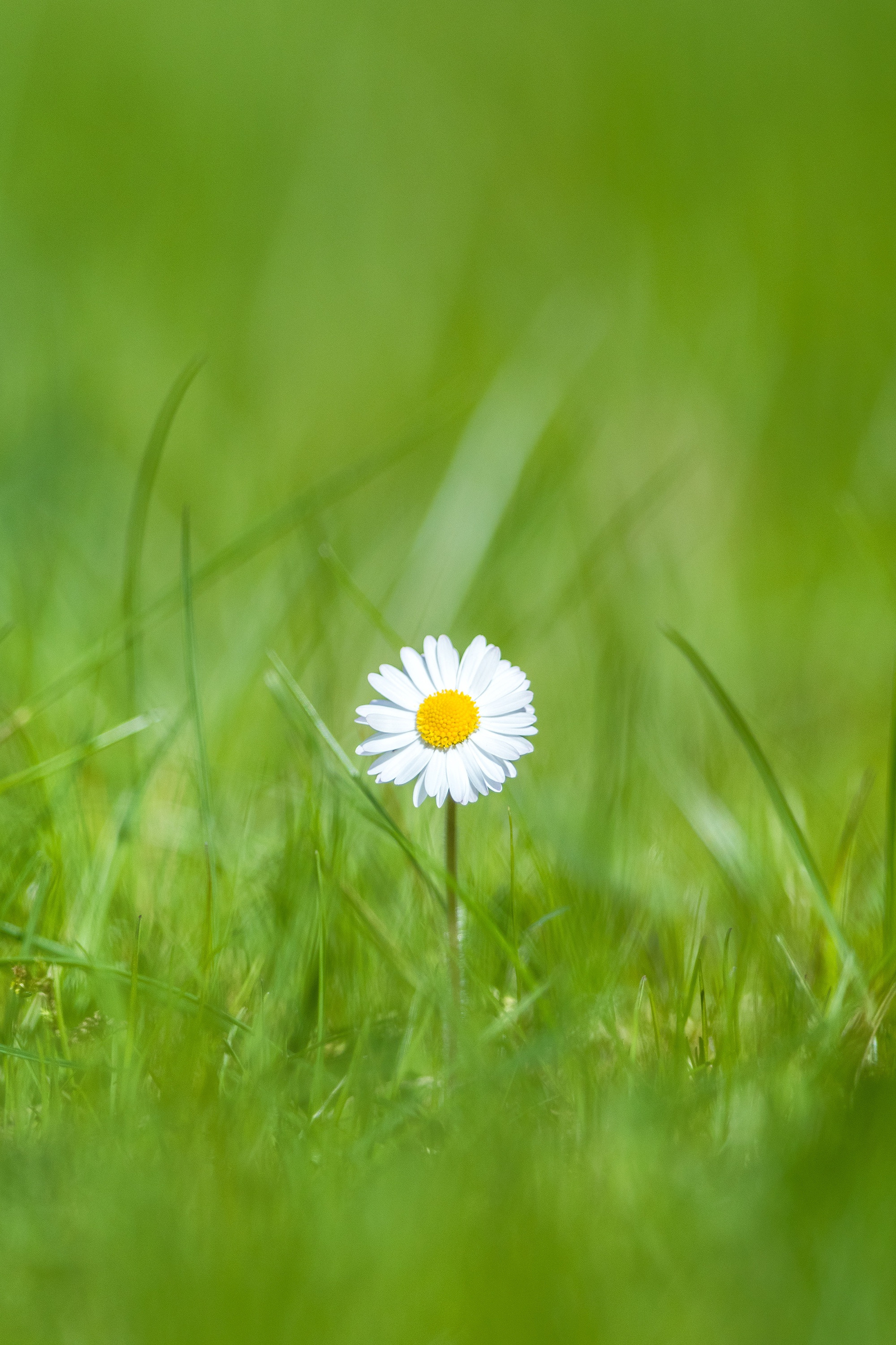 Daisy Flower on Grass
